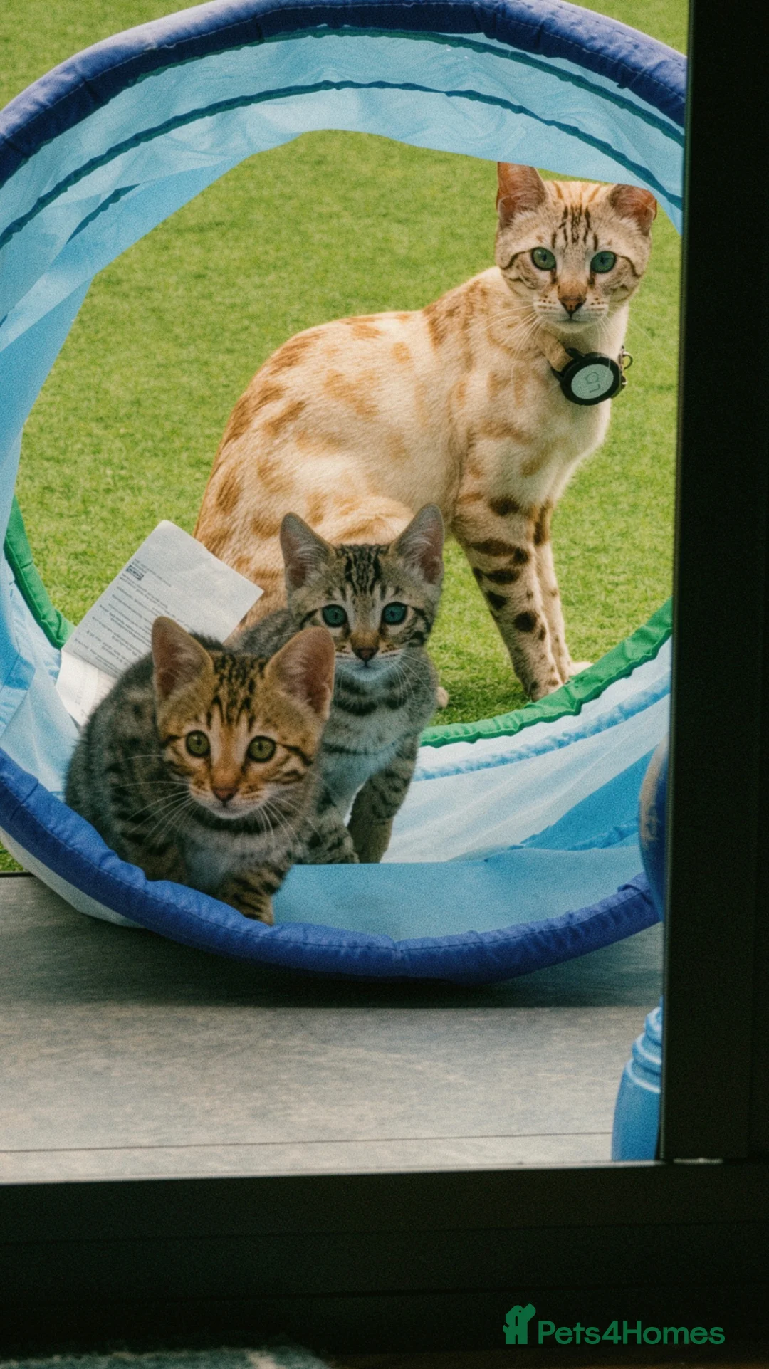 Bengal cats for sale: Beautiful Bengal Kittens for sale.  - Advert 6