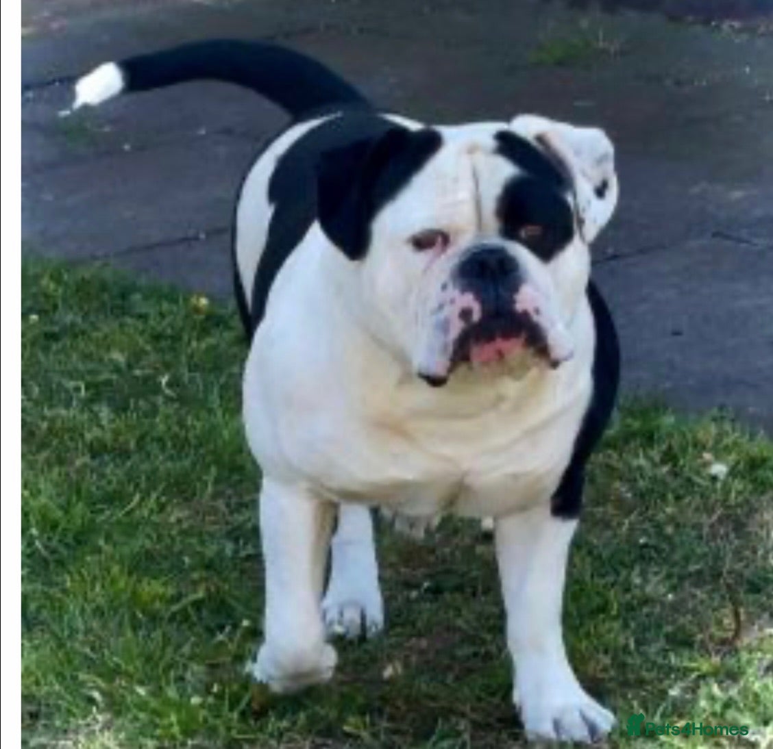 Olde English Bulldogge dogs Olde English bulldogge f2 - Advert 7