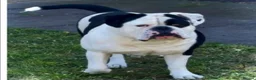 Olde English Bulldogge dogs for sale: Old English Bulldogge for sale in Doncaster - Advert 3