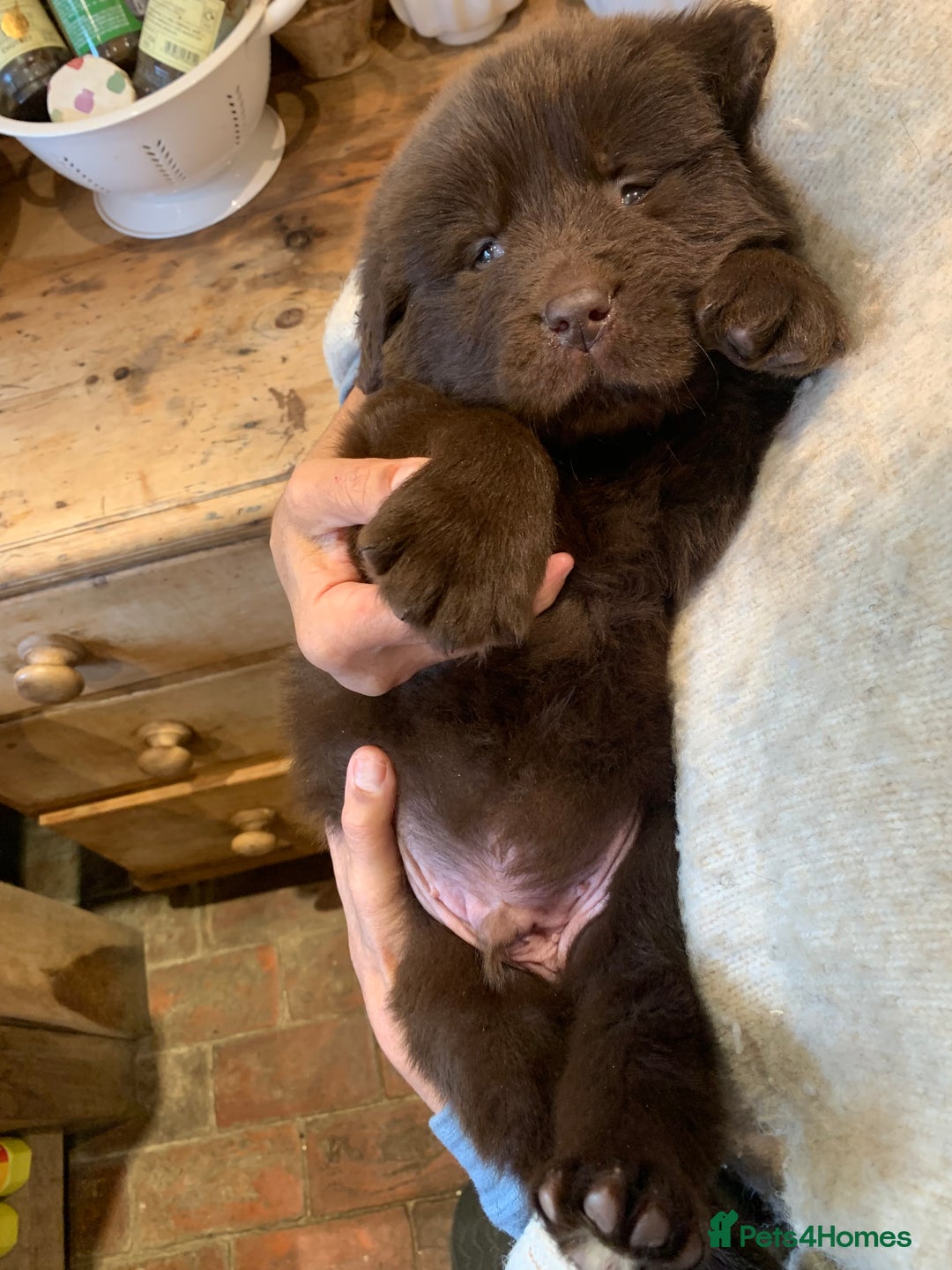 Newfoundland dogs for sale: 🐾 Beautiful Chocolate Newfoundland Puppy (LAST 1) - Image 5