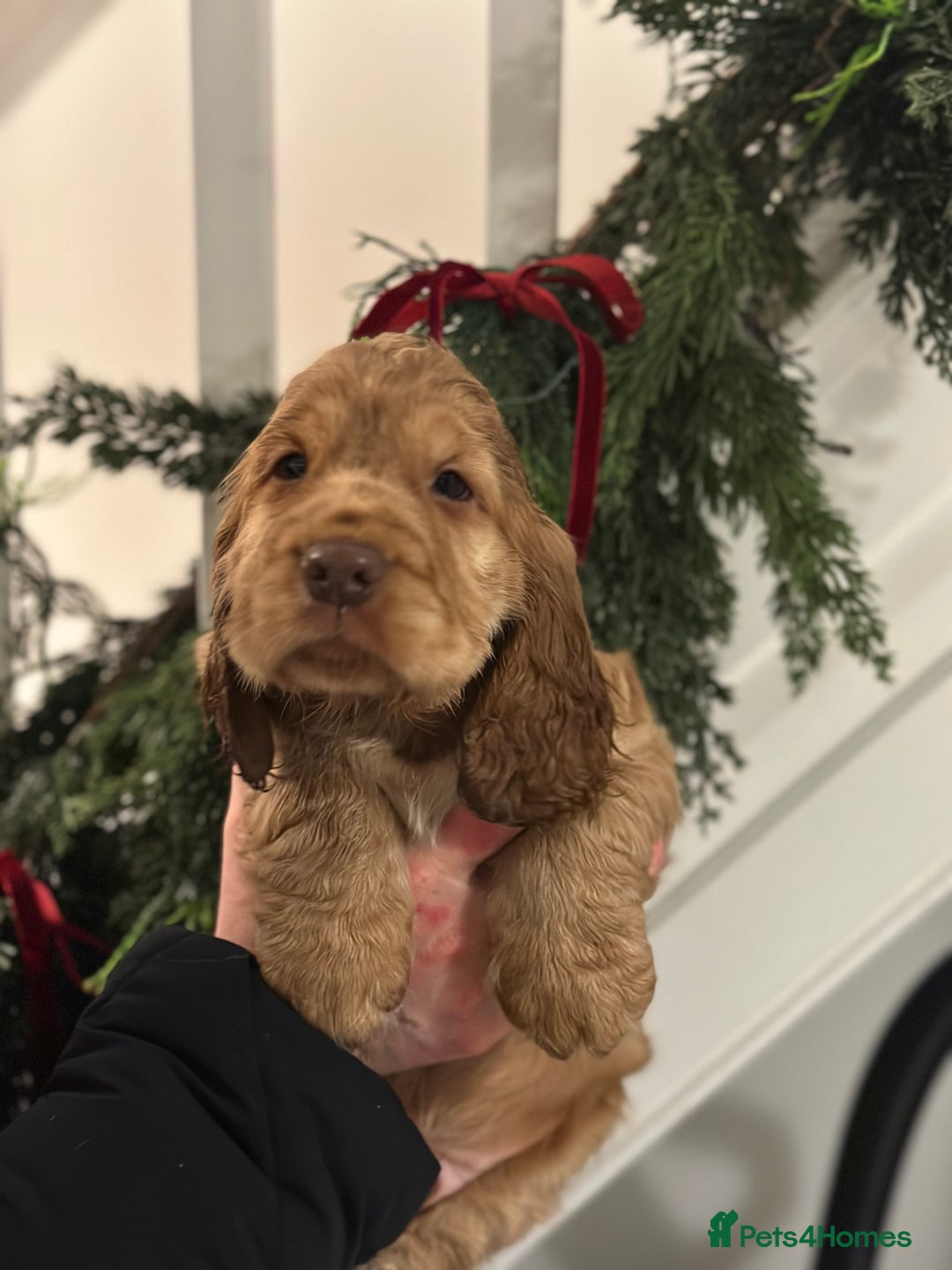 Cocker Spaniel dogs for sale: Beautiful Cocker spaniel pups ready this weekend - Advert 6