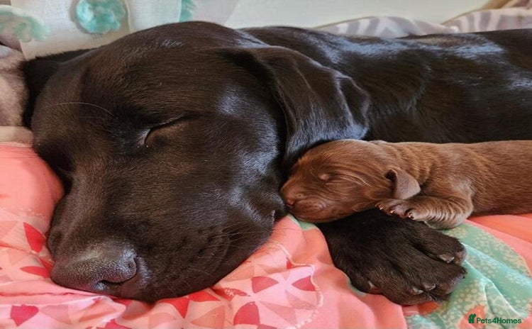 Labrador Retriever dogs - Advert 5