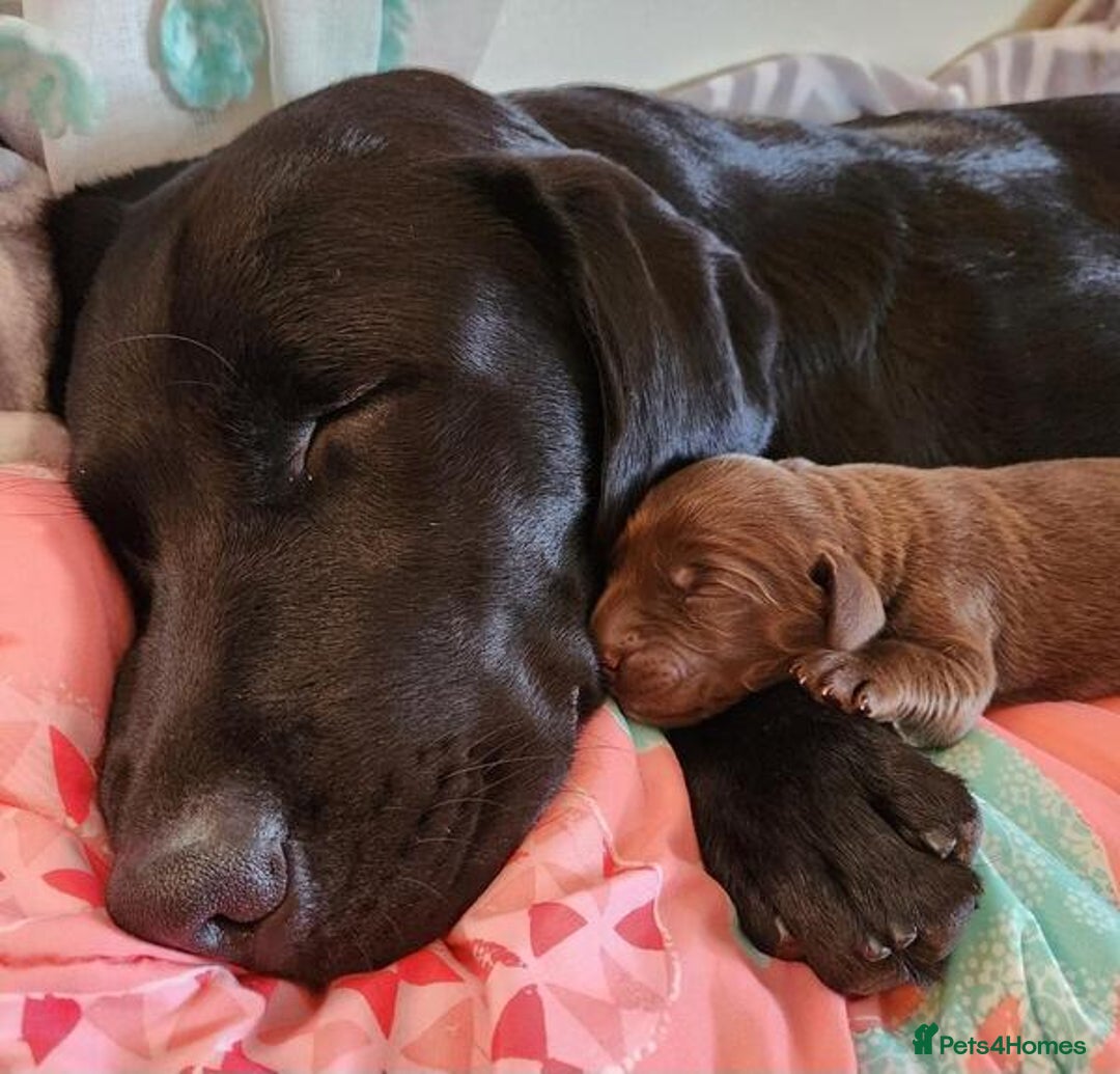 Labrador Retriever dogs for sale: kc English Labs available - Image 1