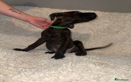 Cane Corso dogs for sale: Beautiful Litter Of Cane Corso Puppys - Image 18