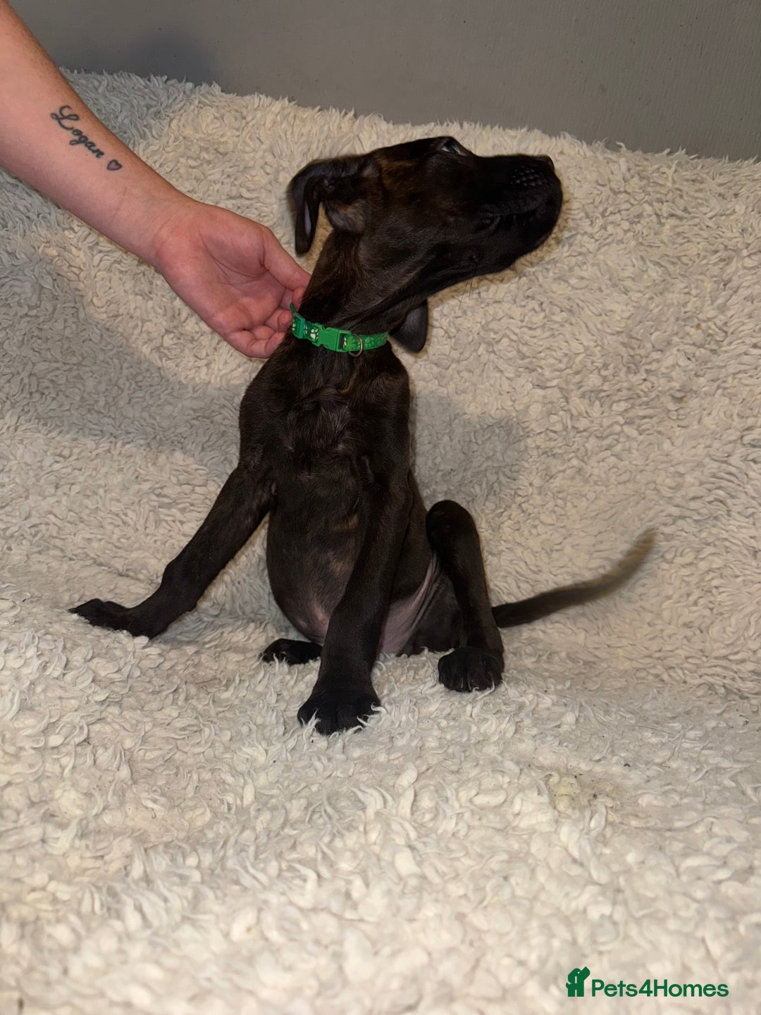 Cane Corso dogs for sale: Beautiful Litter Of Cane Corso Puppys - Image 18