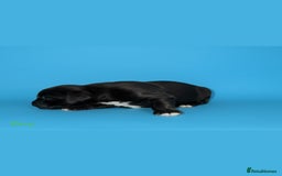 Cocker Spaniel dogs for sale: 🤎Show cocker spaniels🤎 - Image 4