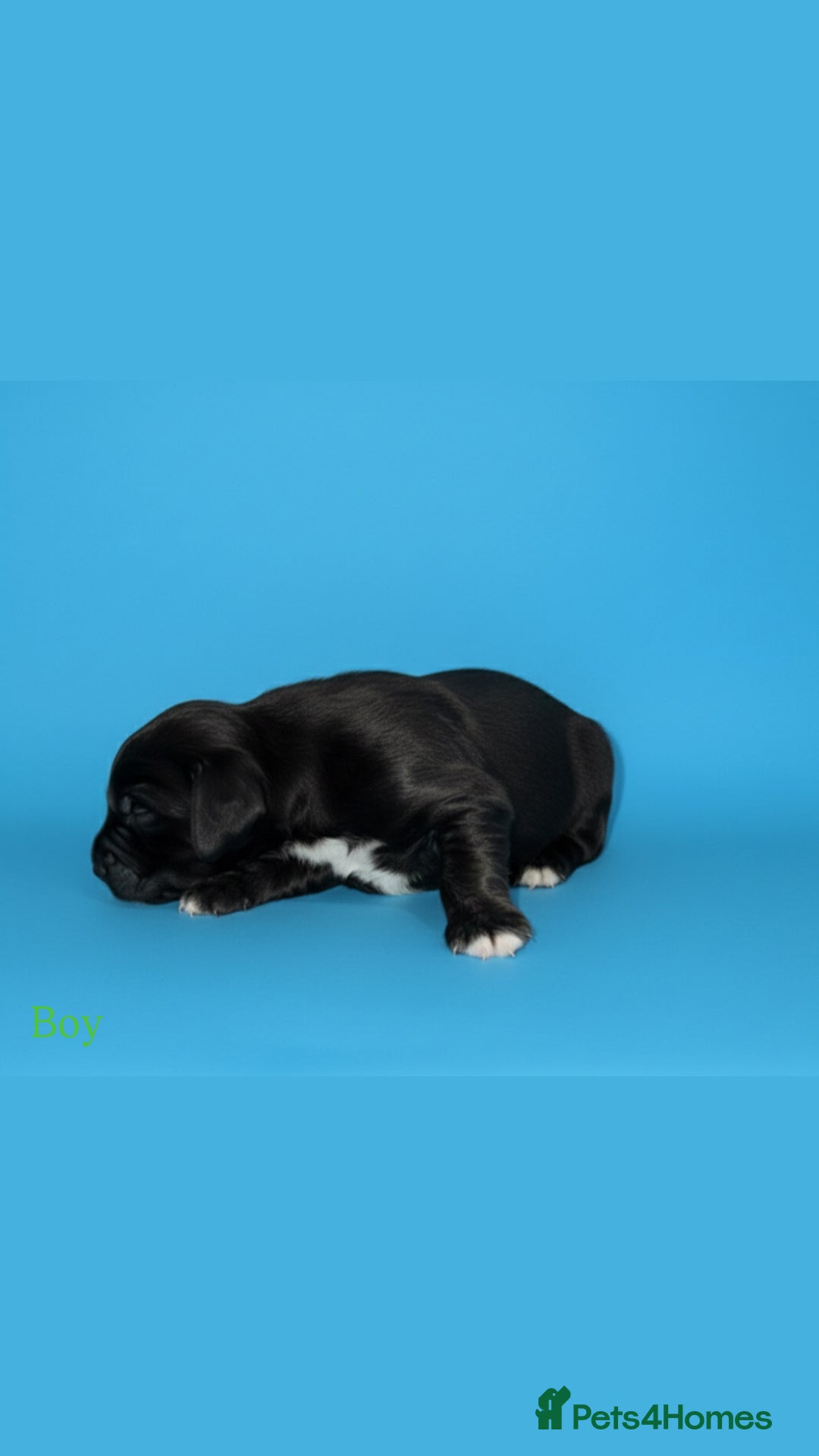 Cocker Spaniel dogs for sale: 🤎Show cocker spaniels🤎 - Image 4