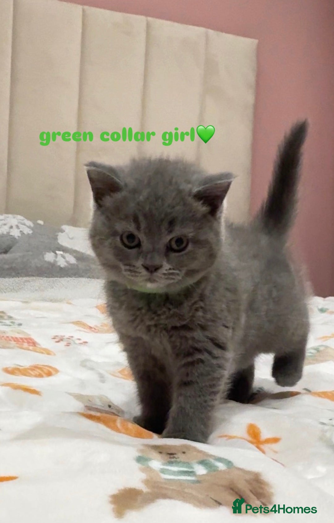 British Shorthair cats for sale: Gorgeous British Shorthairs - Advert 5