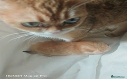 British Shorthair cats for sale: Stunning cute BSH golden black kitten female - Image 3