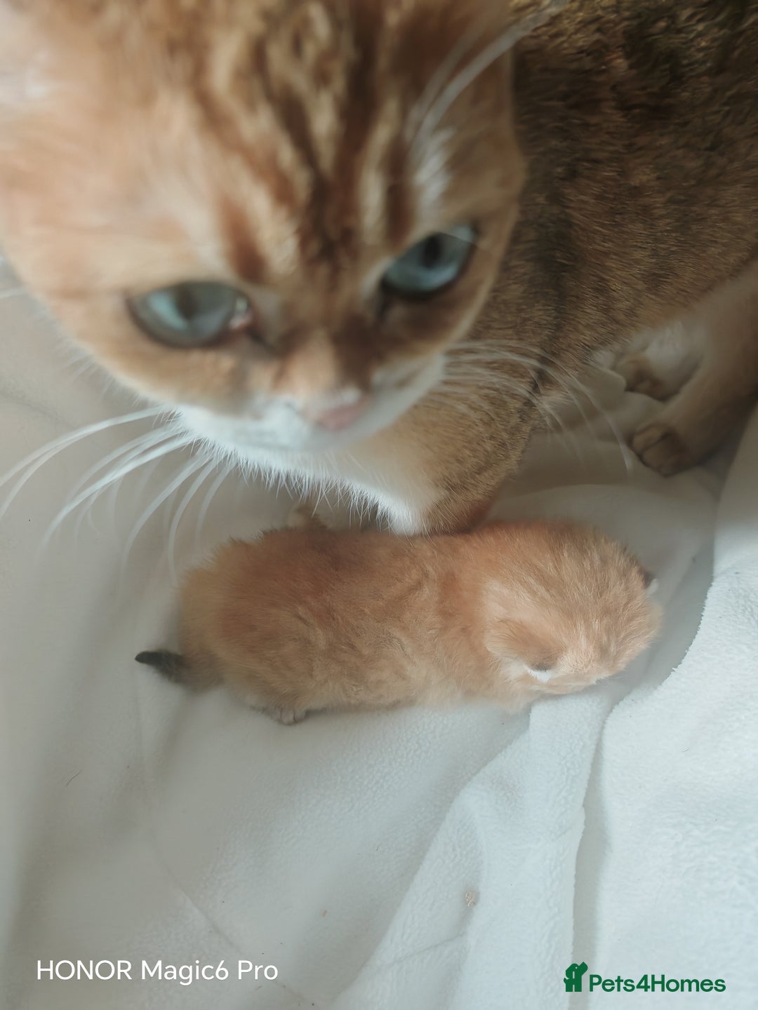 British Shorthair cats for sale: Stunning cute BSH golden black kitten female - Image 3