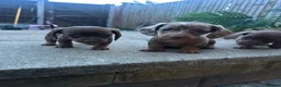 Miniature Dachshund dogs for sale: 4 miniature dachshund puppies  - Advert 19