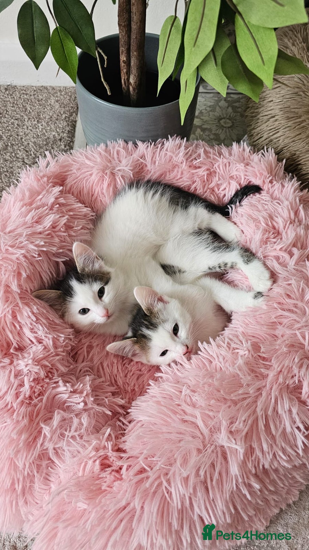 Mixed Breed cats for adoption: Rescue calico kitten in need of home - Image 4