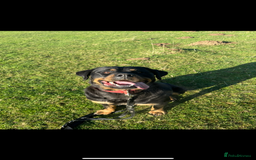 Rottweiler dogs for sale: Rottweiler puppy  - Image 7