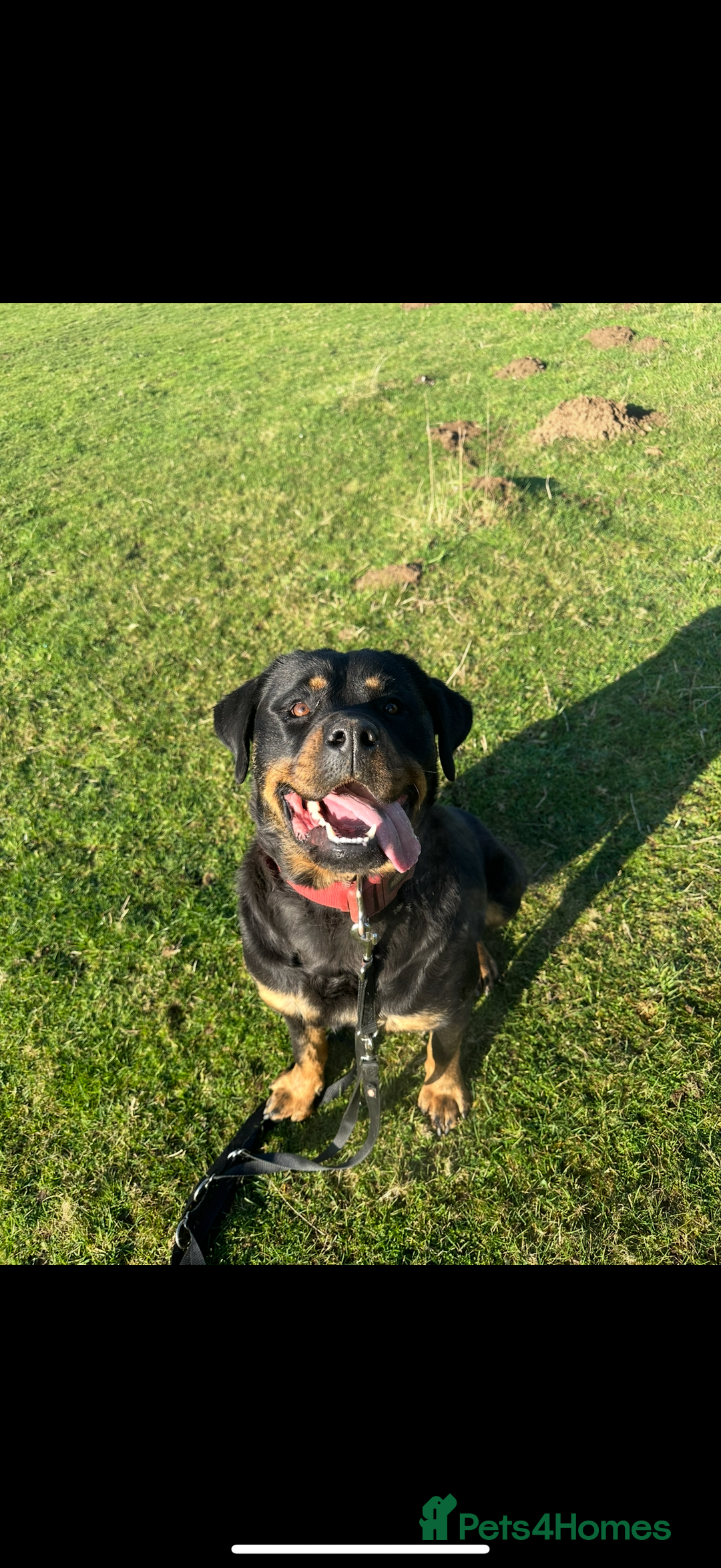Rottweiler dogs for sale: Rottweiler puppy  - Image 7