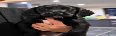 Springador 8