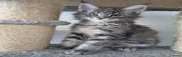 Maine Coon cats for sale: King size Purebred Maine Coon kittens  - Advert 24