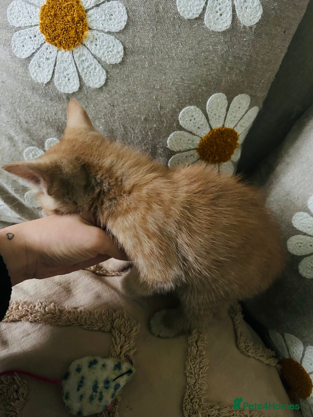Mixed Breed cats for sale: Fluffy kittens ready on 14th Oct ❤️🧡💛💚💜 - Image 10