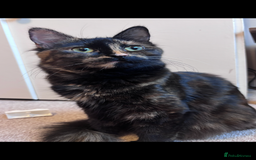 Mixed Breed cats for sale: 2 year old female for new home - Image 1