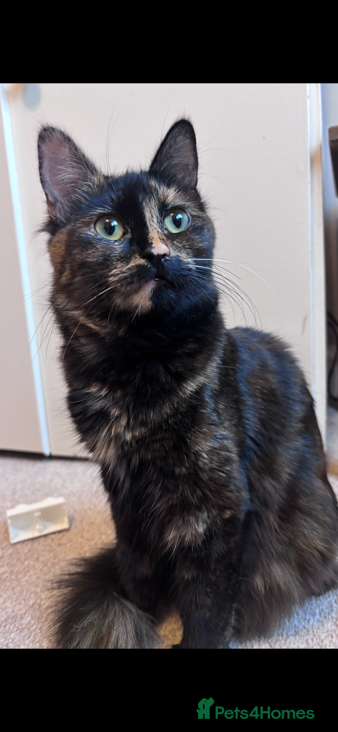 Mixed Breed cats for sale: 2 year old female for new home - Image 1