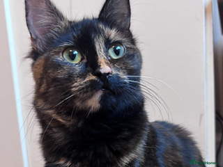 Mixed Breed cats - Advert 4