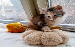 Maine Coon cats for sale: Stunning XL Maine Coon Kittens. Tica Reg. Tortie. - Image 4