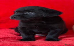 Labrador Retriever dogs for sale: Beautiful chunky Labrador pups NOW READY - Image 20