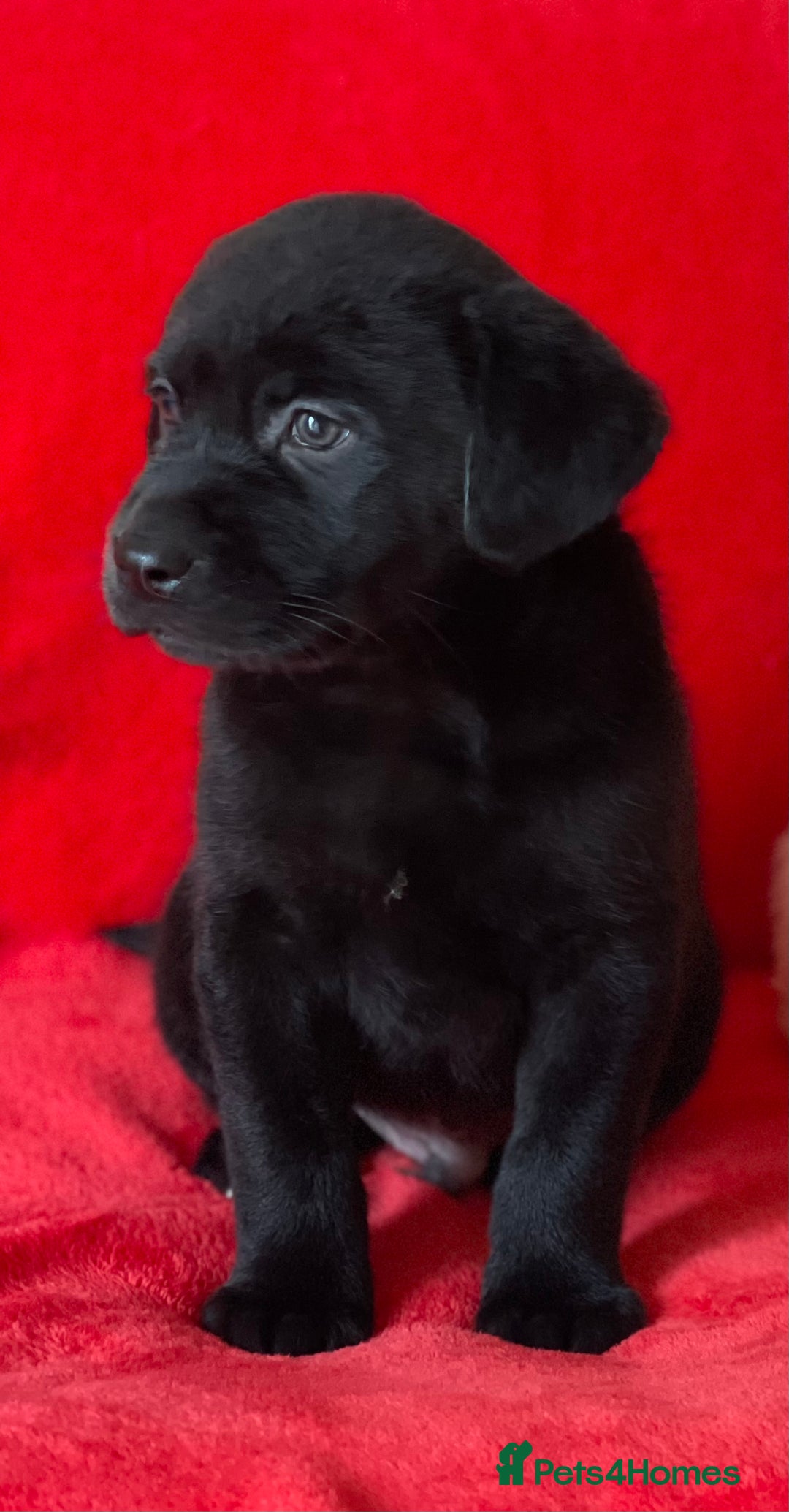 Labrador Retriever dogs for sale: Beautiful chunky Labrador pups NOW READY - Image 20
