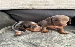 Miniature Dachshund dogs for sale: Miniature dachshund puppies - Image 10