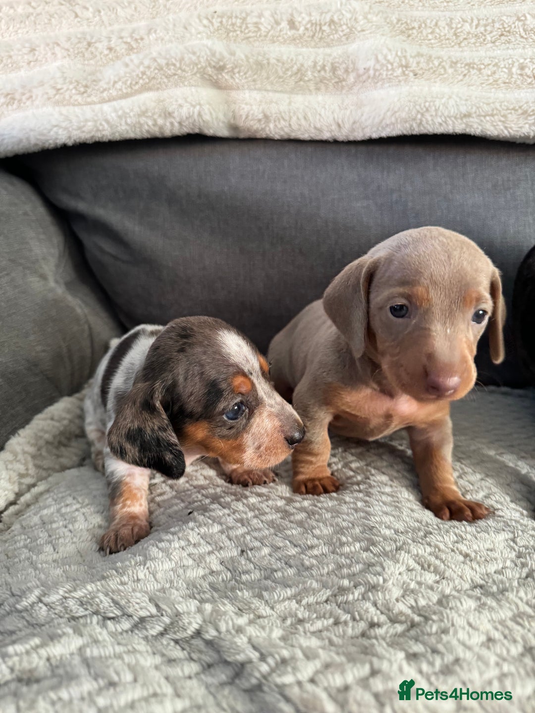 Miniature Dachshund dogs for sale: Miniature dachshund puppies - Image 10