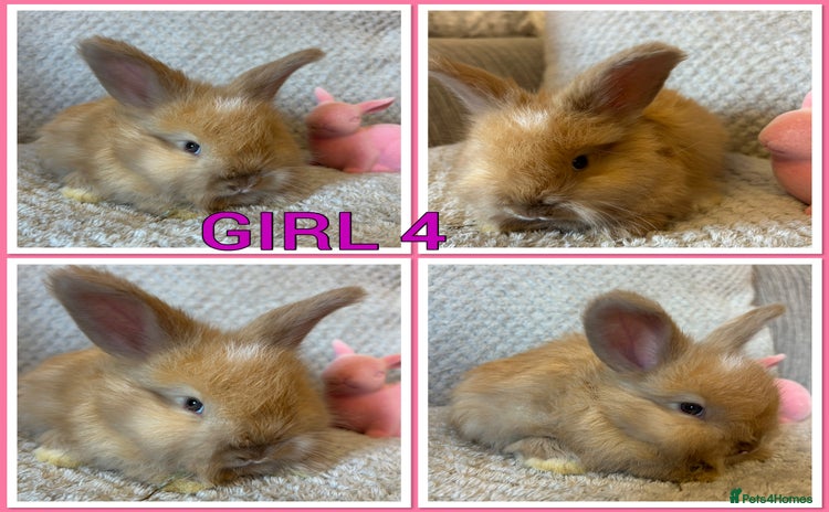 Angora rabbits - Advert 1