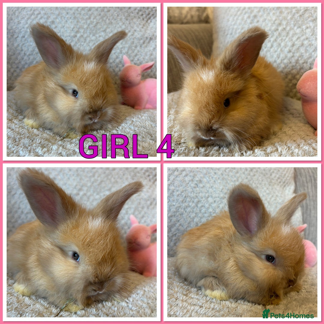 Angora rabbits for sale: English full faced Angora babies  - Image 1
