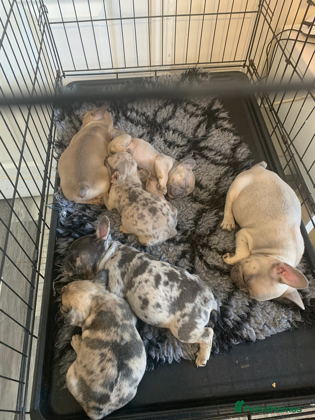 French Bulldog dogs for sale: French bulldogs  - Advert 11