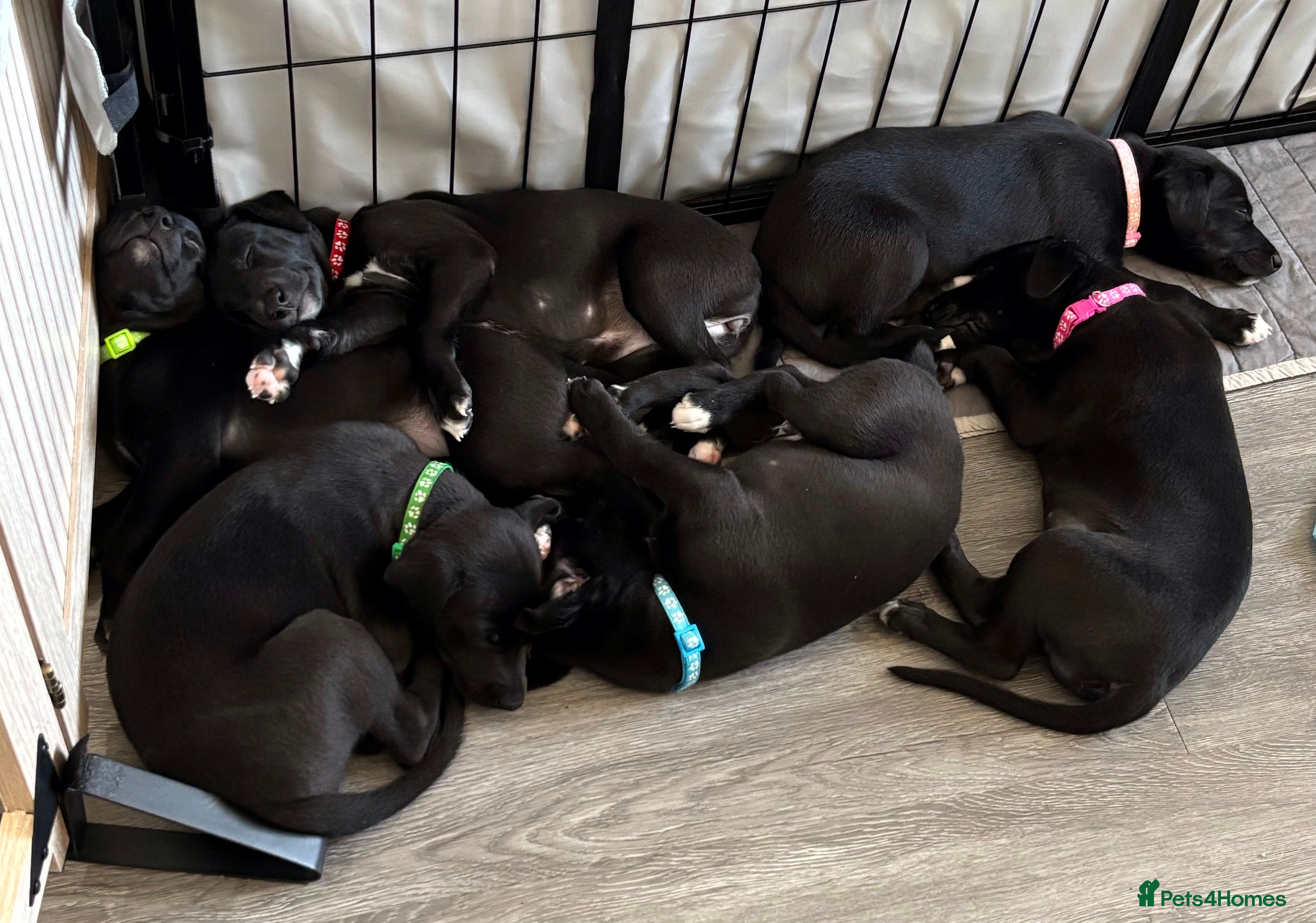 Whippet dogs KC black with white tip Whippet puppies - Advert 1
