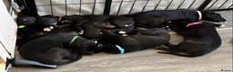 Whippet dogs for sale: KC black with white tip Whippet puppies - Advert 1