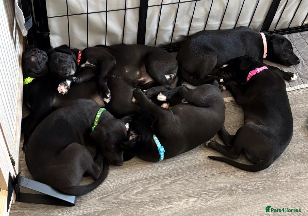 Whippet dogs for sale: KC black with white tip Whippet puppies - Advert 1