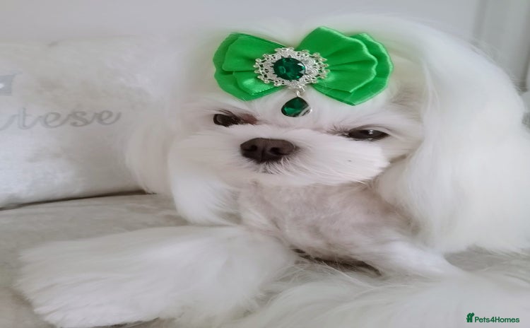 Maltese dogs - Advert 1