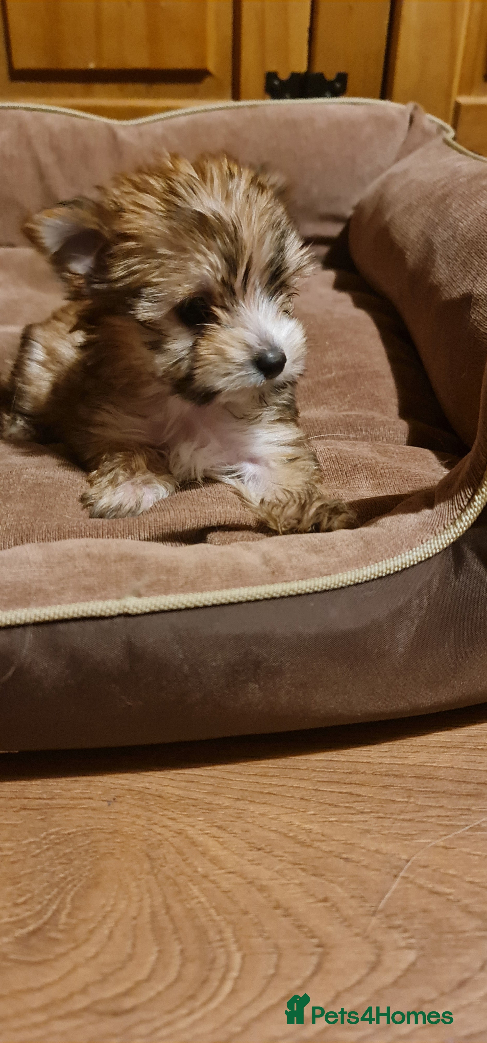 Chorkie dogs Ready now! Chihuahua x Yorkshire Terrier puppies  - Advert 18