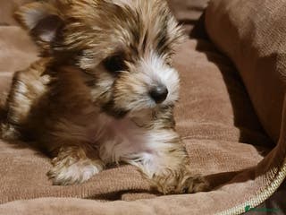 Chorkie dogs Ready now! Chihuahua x Yorkshire Terrier puppies - Advert 9