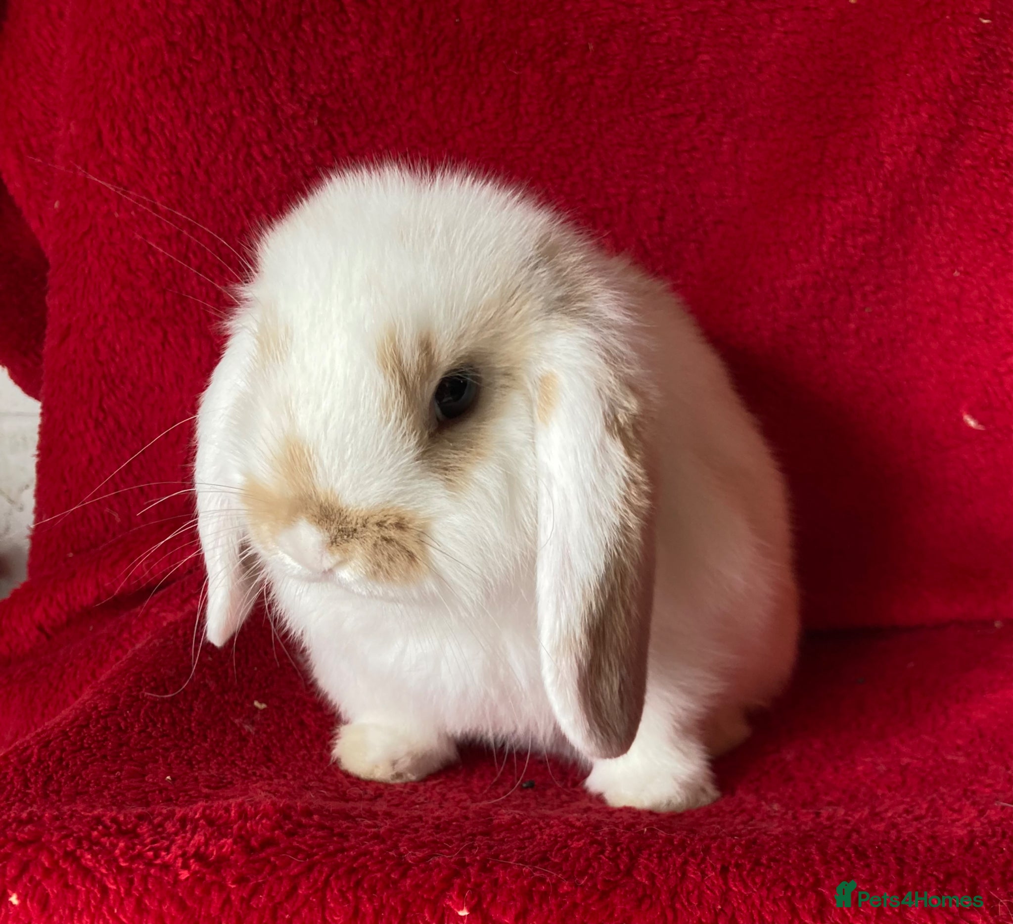 Mini Lop rabbits Beautiful Pure Mini Lop Rabbits  - Advert 4