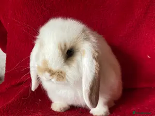 Mini Lop rabbits Beautiful Pure Mini Lop Rabbits - Advert 1