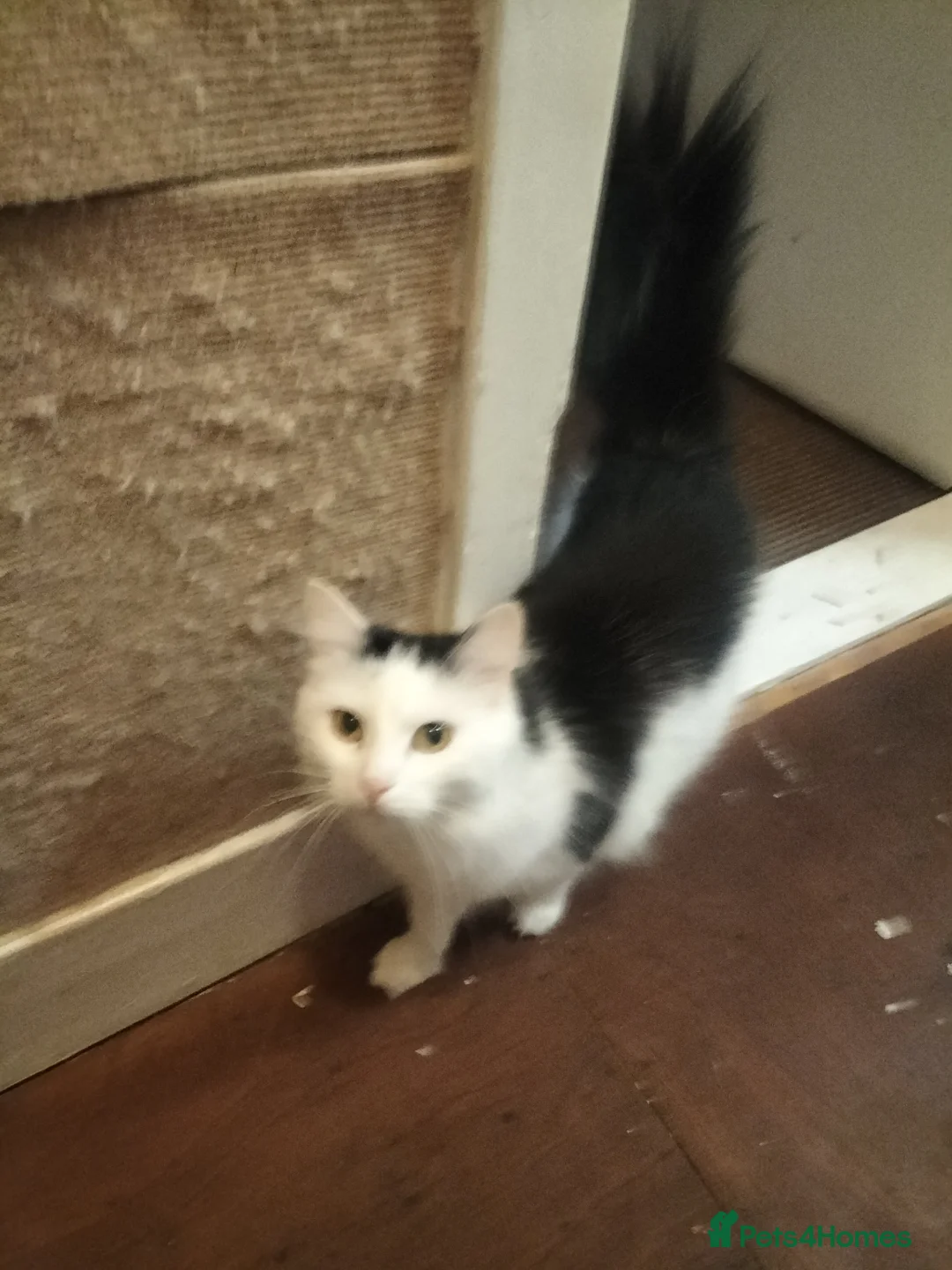 Mixed Breed cats for stud: New home for my three-year-old female cat - Advert 1