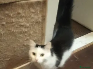 Mixed Breed cats New home for my three-year-old female cat - Advert 16