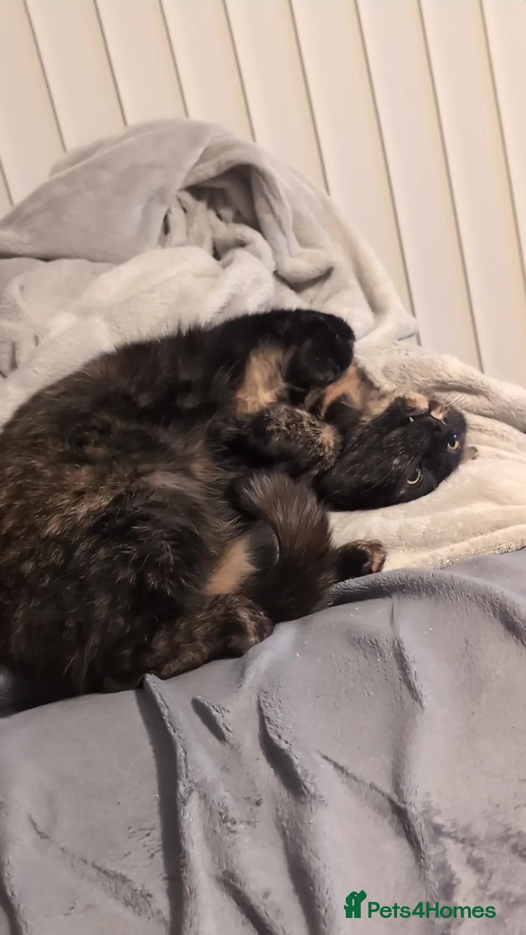 Mixed Breed cats for sale: Cat for sale - Advert 2