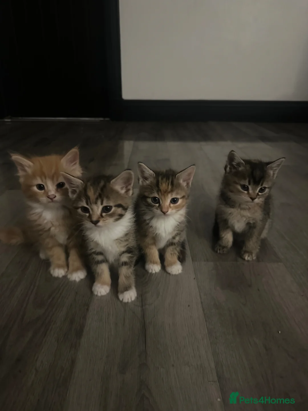 Mixed Breed cats for sale: Beautiful little kittens - Advert 1