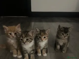 Mixed Breed cats Beautiful little kittens - Advert 3