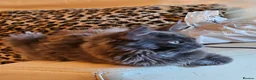 Maine Coon cats for sale: NEW PRICE Registered Blue Pedigree Maine coon baby - Advert 21