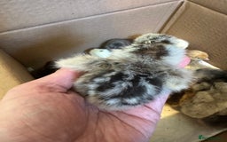Chickens poultry for sale: Chicks silkie polish pekin hybrids pure breeds  - Image 10