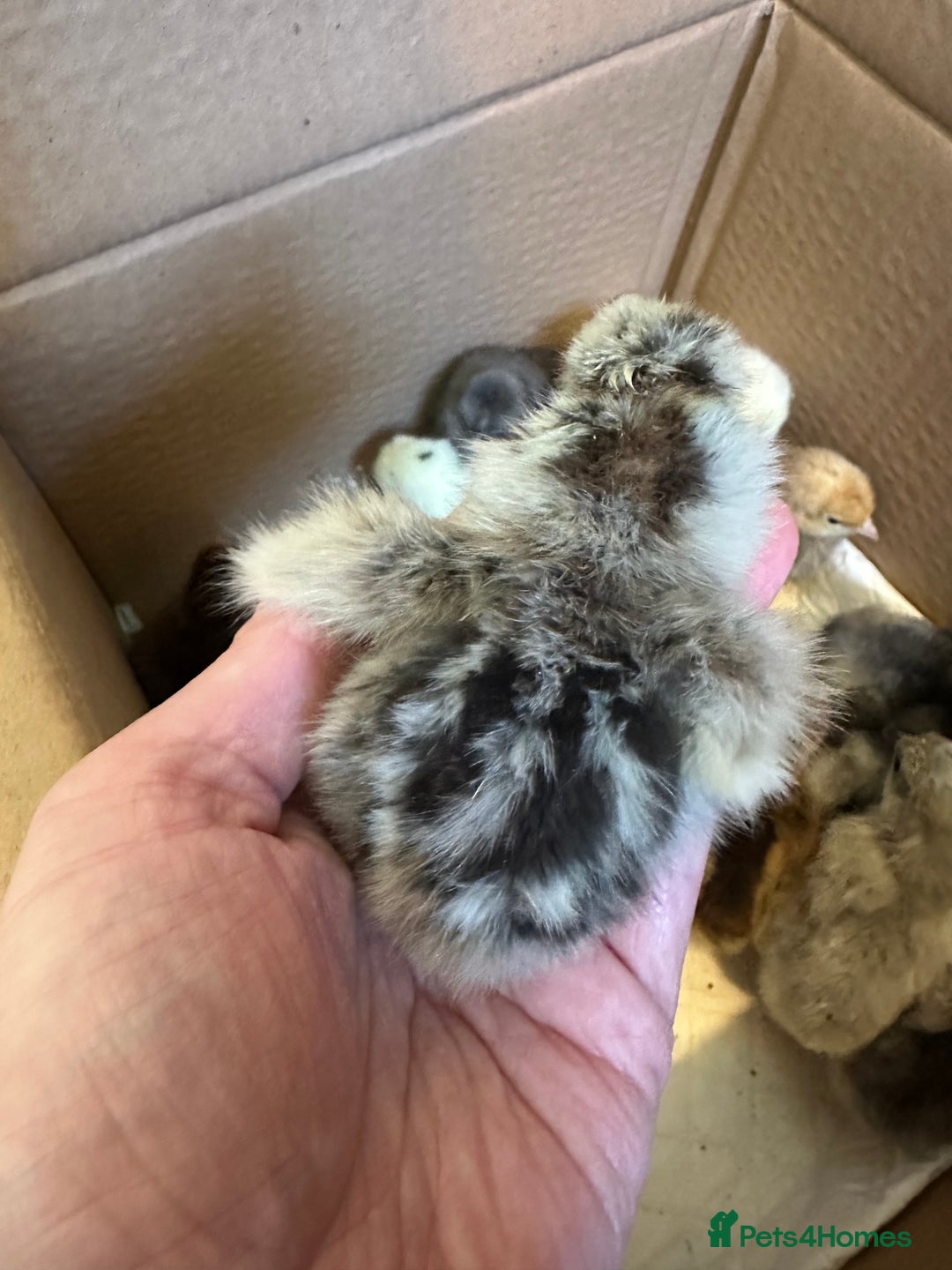 Chickens poultry for sale: Chicks silkie polish pekin hybrids pure breeds  - Image 10