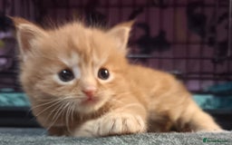 British Longhair cats for sale: 3 longhaired ginger kittens  - Image 8