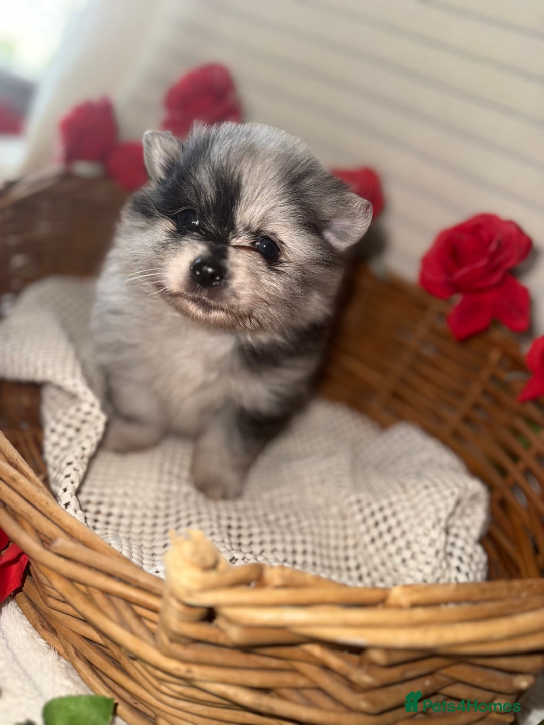 Pomeranian dogs for sale: Merle miniature Pomeranians  - Image 1